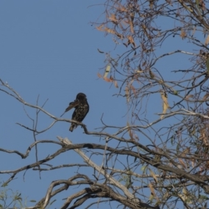 Sturnus vulgaris at Hawker, ACT - 23 Jan 2019 07:34 AM