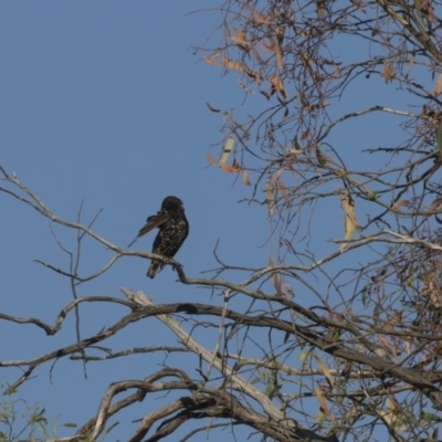 Sturnus vulgaris (Common Starling) at Hawker, ACT - 23 Jan 2019 by AlisonMilton