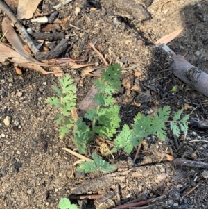 Fumaria sp. at Weston, ACT - 25 Jan 2019 08:08 AM