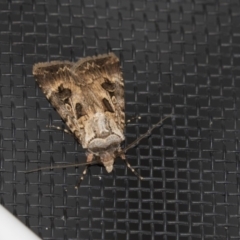 Agrotis munda (Brown Cutworm) at Higgins, ACT - 25 Jan 2019 by AlisonMilton