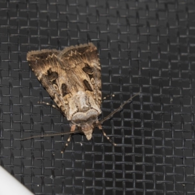 Agrotis munda (Brown Cutworm) at Higgins, ACT - 25 Jan 2019 by AlisonMilton