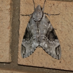 Psilogramma casuarinae at Higgins, ACT - 25 Jan 2019