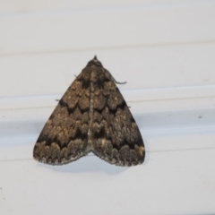 Mormoscopa phricozona (A Herminiid Moth) at Higgins, ACT - 22 Jan 2019 by Alison Milton