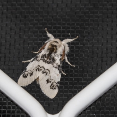 Iropoca rotundata (Iropoca rotundata) at Higgins, ACT - 25 Jan 2019 by AlisonMilton