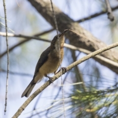 Acanthorhynchus tenuirostris (Eastern Spinebill) at Dunlop, ACT - 22 Jan 2019 by Alison Milton