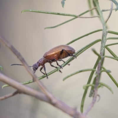 Ecnolagria grandis (Honeybrown beetle) at Hawker, ACT - 23 Jan 2019 by AlisonMilton