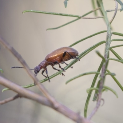 Ecnolagria grandis (Honeybrown beetle) at The Pinnacle - 22 Jan 2019 by Alison Milton