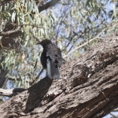 Corcorax melanorhamphos (White-winged Chough) at The Pinnacle - 22 Jan 2019 by Alison Milton