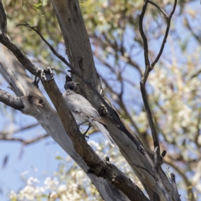 Philemon corniculatus (Noisy Friarbird) at Hawker, ACT - 22 Jan 2019 by Alison Milton