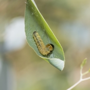 Lepidoptera unclassified IMMATURE at Hawker, ACT - 23 Jan 2019 12:11 PM