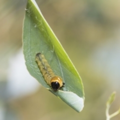 Lepidoptera unclassified IMMATURE at Hawker, ACT - 23 Jan 2019 12:11 PM