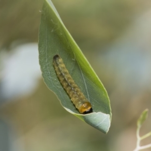 Lepidoptera unclassified IMMATURE at Hawker, ACT - 23 Jan 2019 12:11 PM