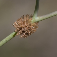 Paropsis atomaria (Eucalyptus leaf beetle) at The Pinnacle - 23 Jan 2019 by AlisonMilton