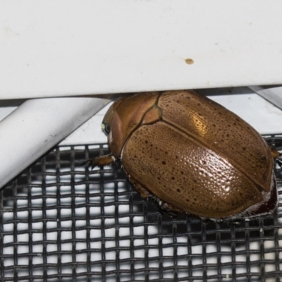Anoplognathus porosus (Porosus Christmas beetle) at Higgins, ACT - 25 Jan 2019 by AlisonMilton