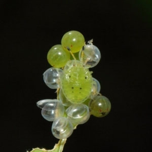 Musgraveia sulciventris at Hackett, ACT - 21 Jan 2019