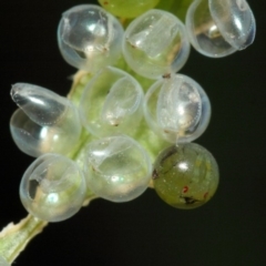 Musgraveia sulciventris at Hackett, ACT - 21 Jan 2019