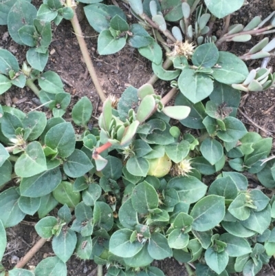 Alternanthera pungens (Khaki Weed) at Acton, ACT - 25 Jan 2019 by JaneR