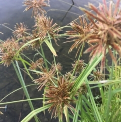 Cyperus congestus (Dense Flat-sedge) at Acton, ACT - 25 Jan 2019 by JaneR