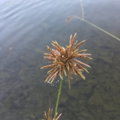 Cyperus congestus at Acton, ACT - 25 Jan 2019 07:49 PM