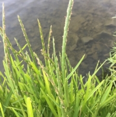 Hemarthria uncinata (Matgrass) at Acton, ACT - 25 Jan 2019 by JaneR