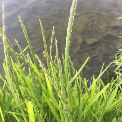 Hemarthria uncinata (Matgrass) at Lake Burley Griffin West - 25 Jan 2019 by JaneR