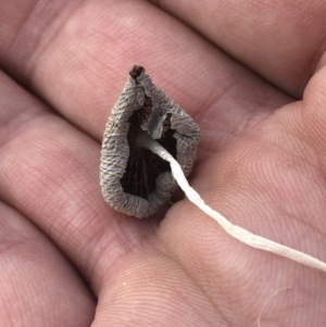 Parasola plicatilis at Maloneys Beach, NSW - 26 Jan 2019 07:34 AM