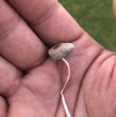 Parasola plicatilis at Maloneys Beach, NSW - 26 Jan 2019 07:34 AM