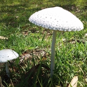 Macrolepiota dolichaula at Bawley Point, NSW - 25 Jan 2019