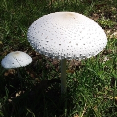 Macrolepiota dolichaula at Bawley Point, NSW - 25 Jan 2019