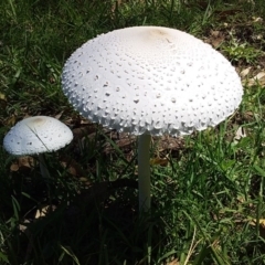 Macrolepiota dolichaula at Bawley Point, NSW - 25 Jan 2019 01:48 PM