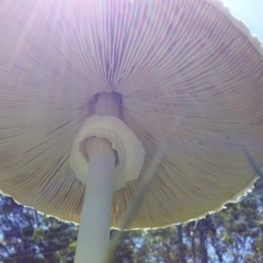 Macrolepiota dolichaula at Bawley Point, NSW - 25 Jan 2019