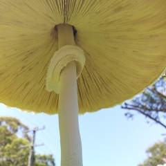 Macrolepiota dolichaula at Bawley Point, NSW - 25 Jan 2019