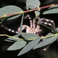 Neosparassus calligaster (Beautiful Badge Huntsman) at Ainslie, ACT - 24 Jan 2019 by jb2602