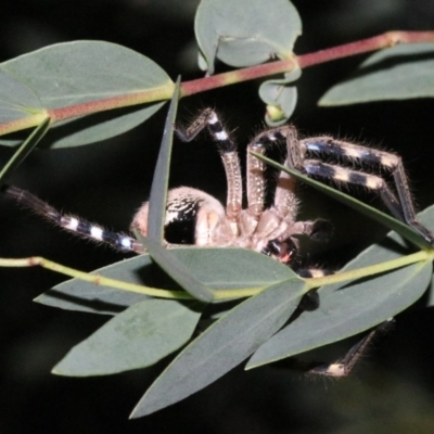 Neosparassus calligaster (Beautiful Badge Huntsman) at Ainslie, ACT - 24 Jan 2019 by jb2602