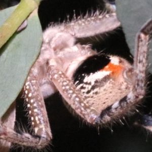 Neosparassus calligaster at Ainslie, ACT - 24 Jan 2019