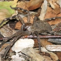 Neosparassus calligaster (Beautiful Badge Huntsman) at Ainslie, ACT - 24 Jan 2019 by jb2602