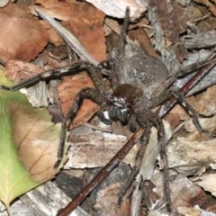 Neosparassus calligaster at Ainslie, ACT - 24 Jan 2019