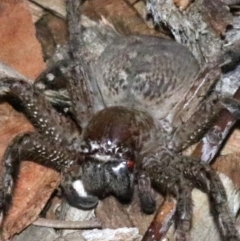 Neosparassus calligaster at Ainslie, ACT - 24 Jan 2019