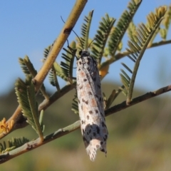 Utetheisa pulchelloides (Heliotrope Moth) at Greenway, ACT - 9 Jan 2019 by michaelb