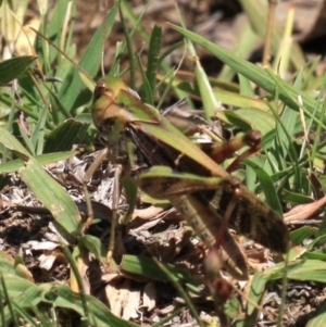 Gastrimargus musicus at Majura, ACT - 24 Jan 2019 01:03 PM