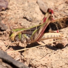 Gastrimargus musicus at Majura, ACT - 24 Jan 2019 01:03 PM