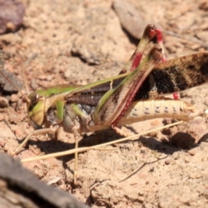 Gastrimargus musicus at Majura, ACT - 24 Jan 2019 01:03 PM