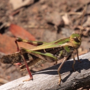 Gastrimargus musicus at Majura, ACT - 24 Jan 2019 01:03 PM