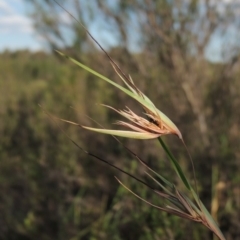 Themeda triandra (Kangaroo Grass) at Greenway, ACT - 9 Jan 2019 by MichaelBedingfield