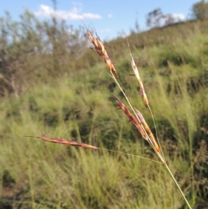 Sorghum leiocladum at Greenway, ACT - 9 Jan 2019 07:28 PM