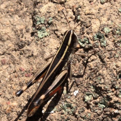 Macrotona australis (Common Macrotona Grasshopper) at Majura, ACT - 24 Jan 2019 by jb2602