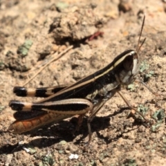 Macrotona australis at Majura, ACT - 24 Jan 2019 12:28 PM