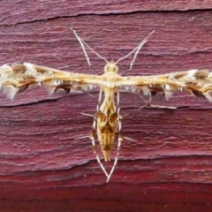 Sphenarches anisodactylus (Geranium Plume Moth) at Kambah, ACT - 24 Jan 2019 by HarveyPerkins