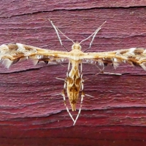 Sphenarches anisodactylus at Kambah, ACT - 25 Jan 2019 08:22 AM