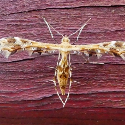 Sphenarches anisodactylus (Geranium Plume Moth) at Kambah, ACT - 24 Jan 2019 by HarveyPerkins